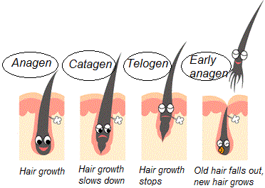 睫毛生長週期